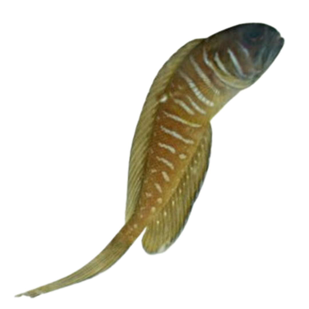 Lyretail jawfish