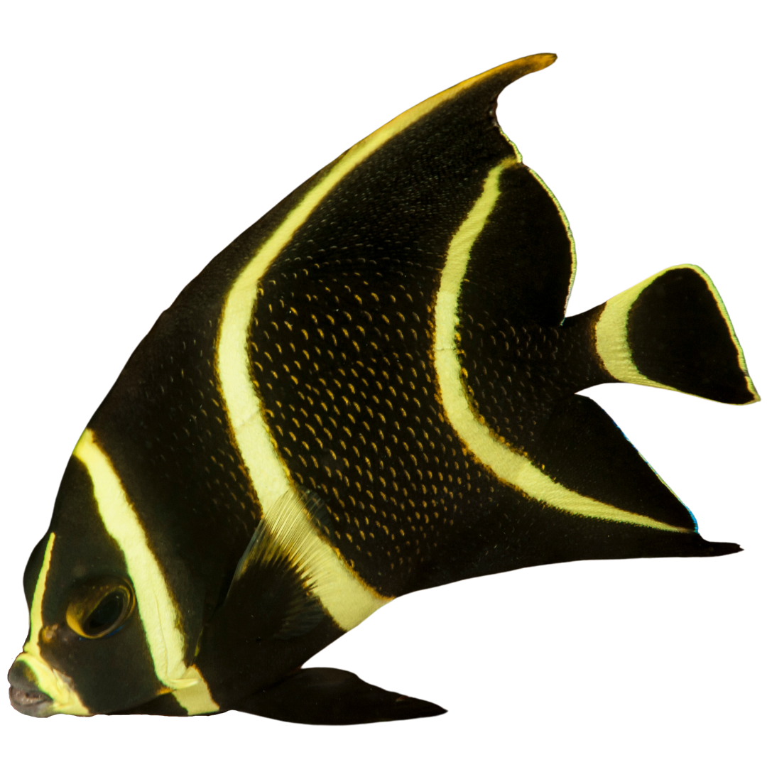 French Angelfish (Small 1.5 - 3 inches)