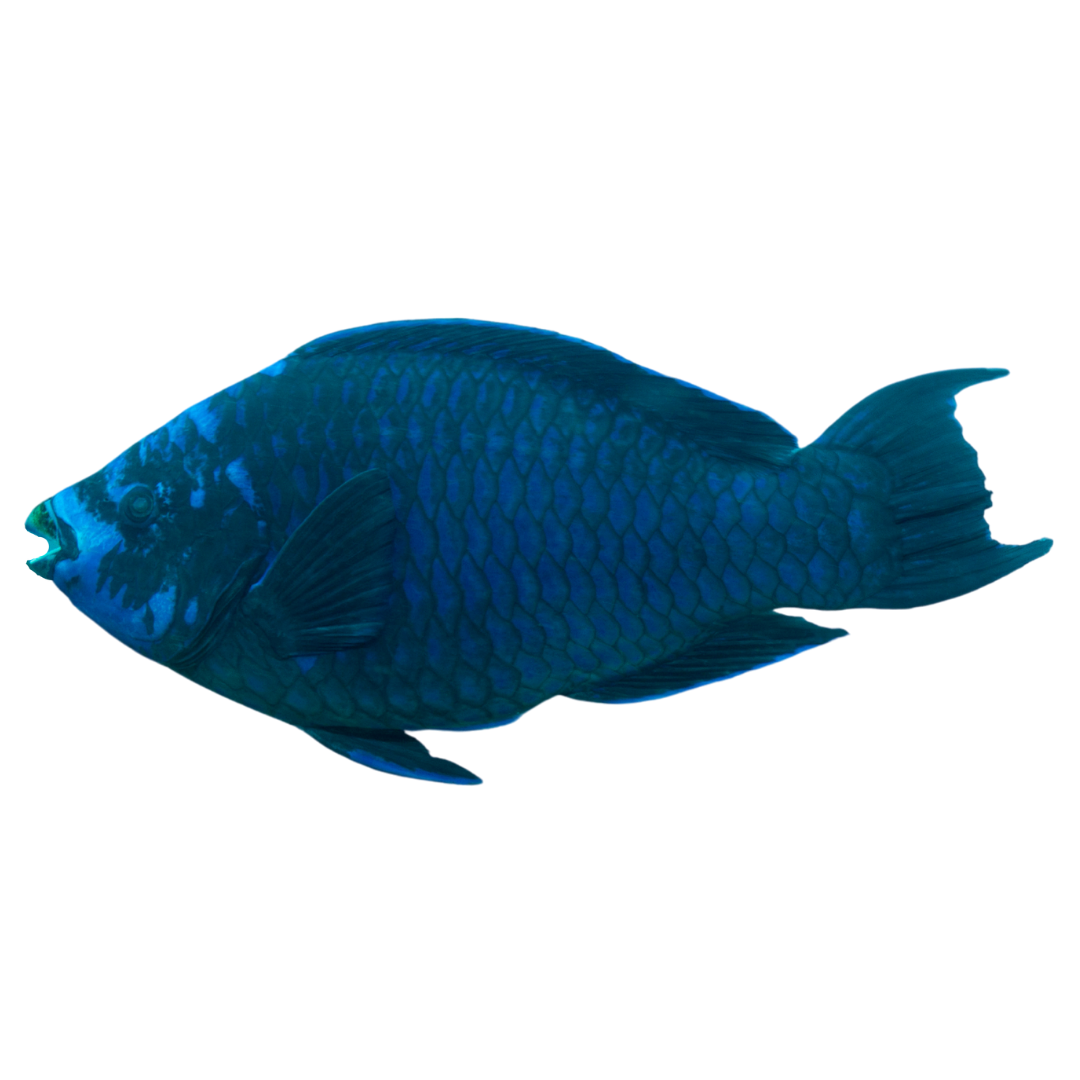 Midnight Parrot (Large 5-8")