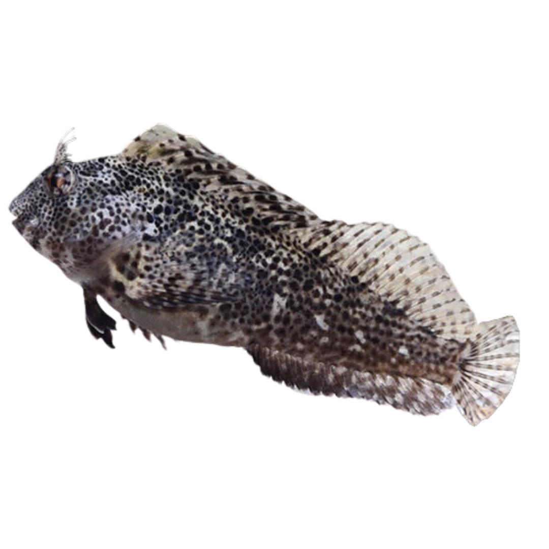 Molly Miller Blenny