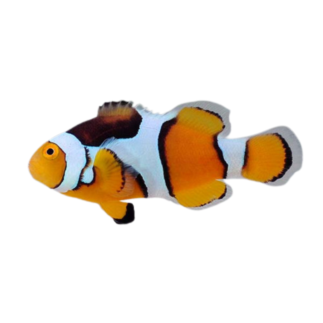Tank Raised Percula Clown Fish
