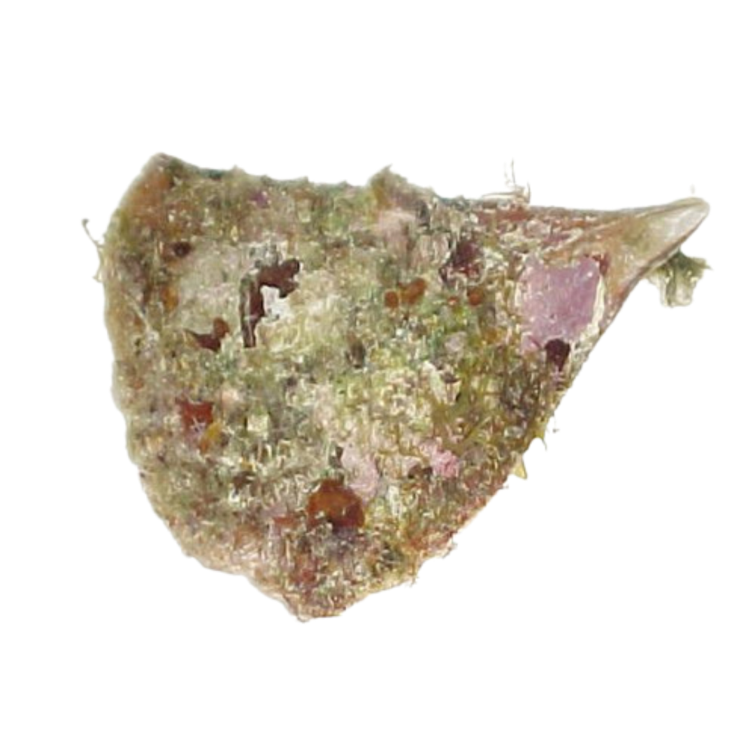 Pin Shell Scallop 4-6 inches