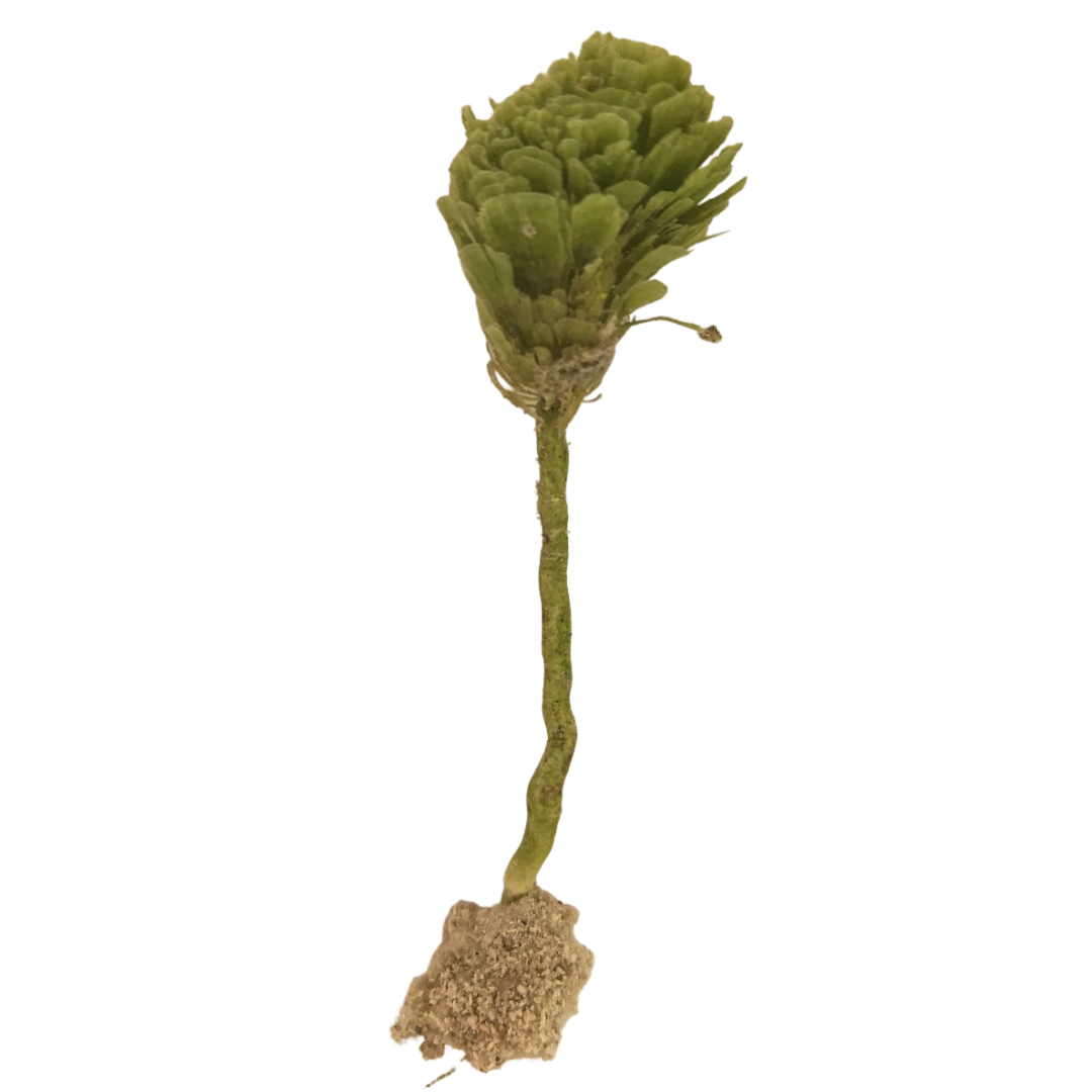 Pom Pom Single Stem Plant