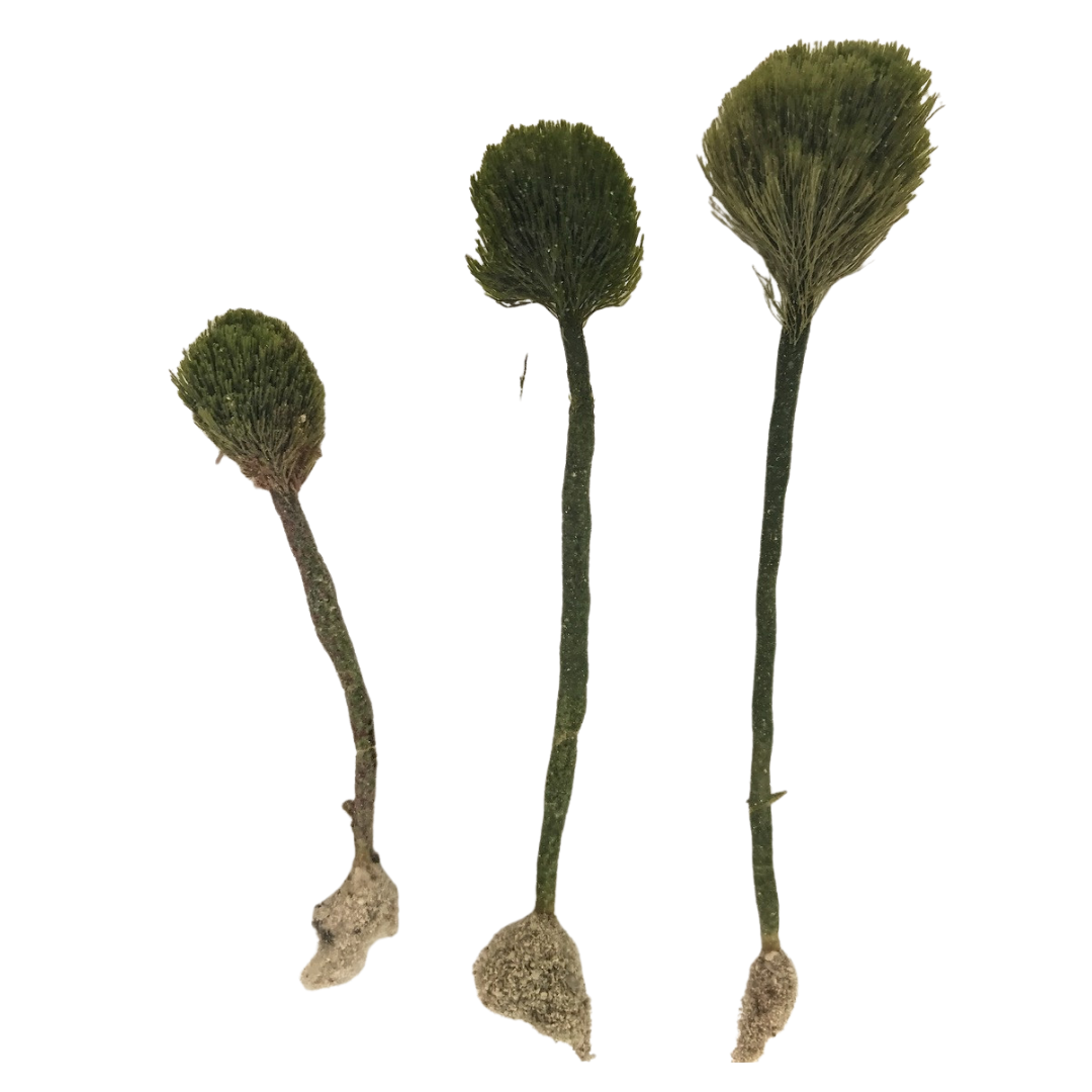 Pom Pom Single Stem Plant