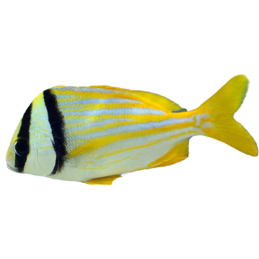 Pork Fish (Medium 3-5")