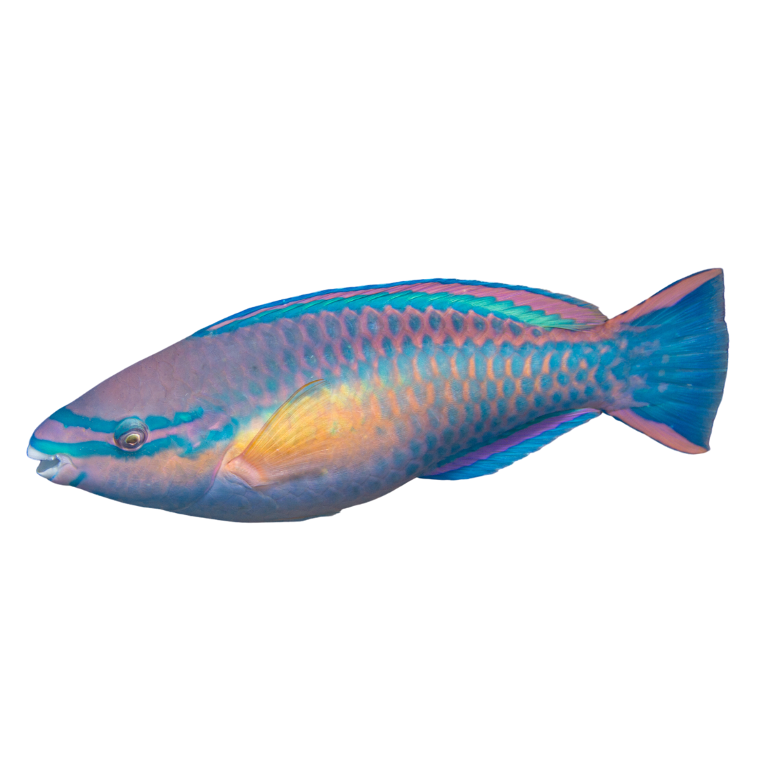 Princess Parrot (XL 8-10")