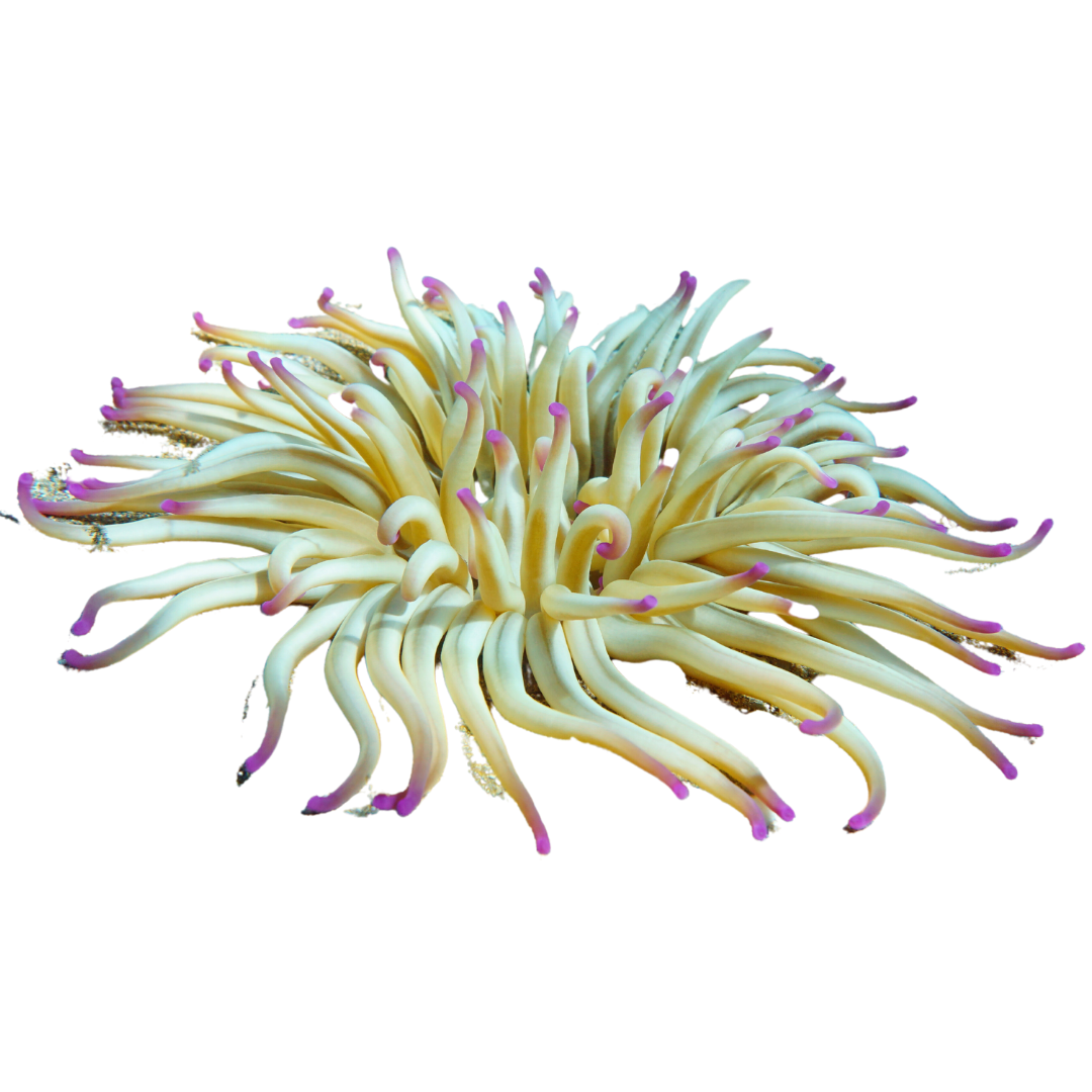 Haitian Purple Tip Condylactis Anemone
