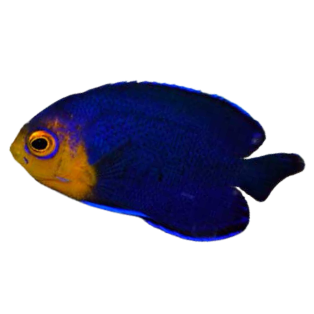 Pygmy (cherub) Angelfish LG/XL (2-3 inches)