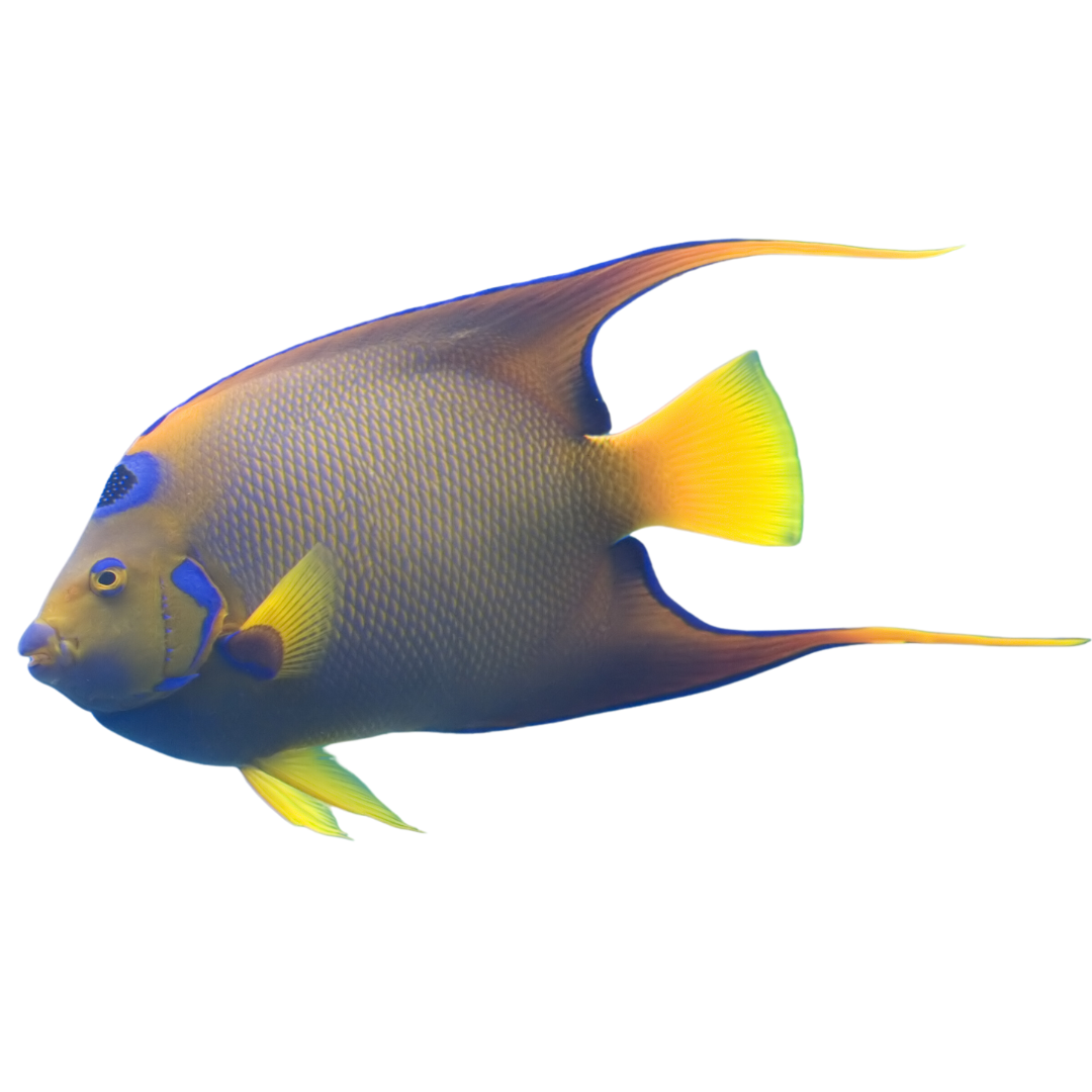 Queen Angelfish (XL 7-8 inches)