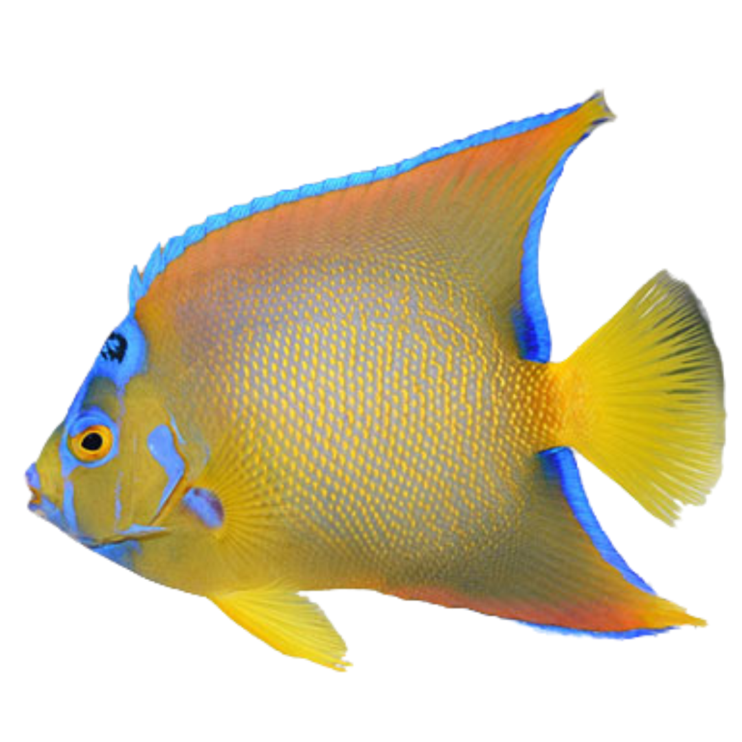 Queen Angelfish (XL 7-8 inches)