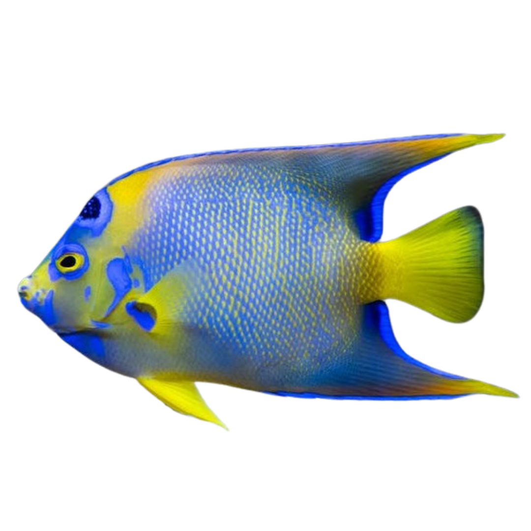Queen Angelfish (XL 7-8 inches)