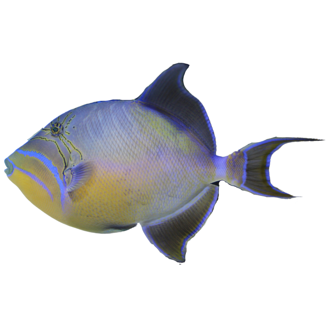 Queen Trigger large (6-10 inches)