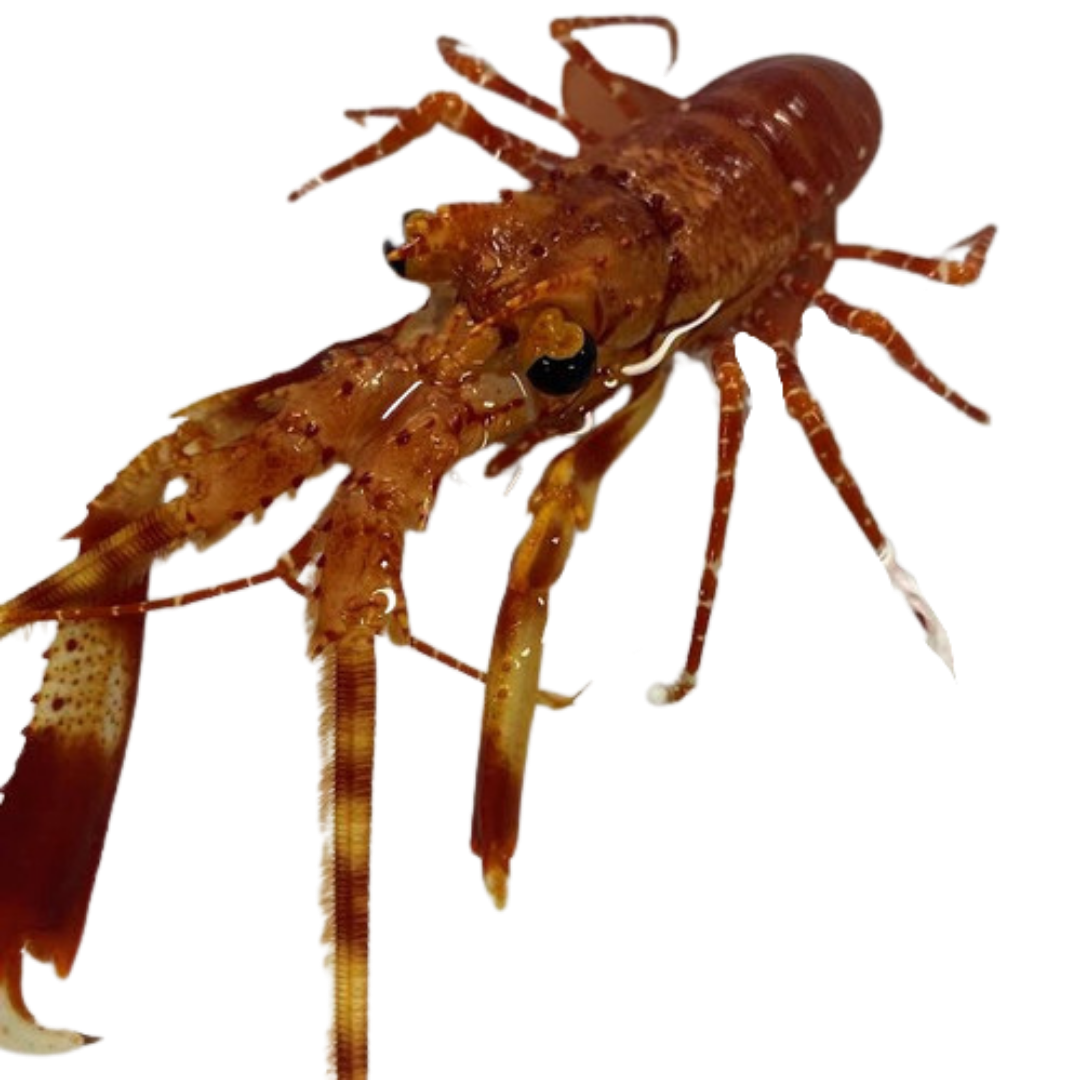 Red Banded Lobster