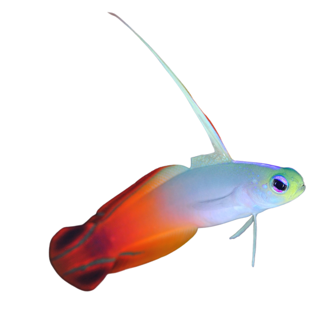 Red Firefish