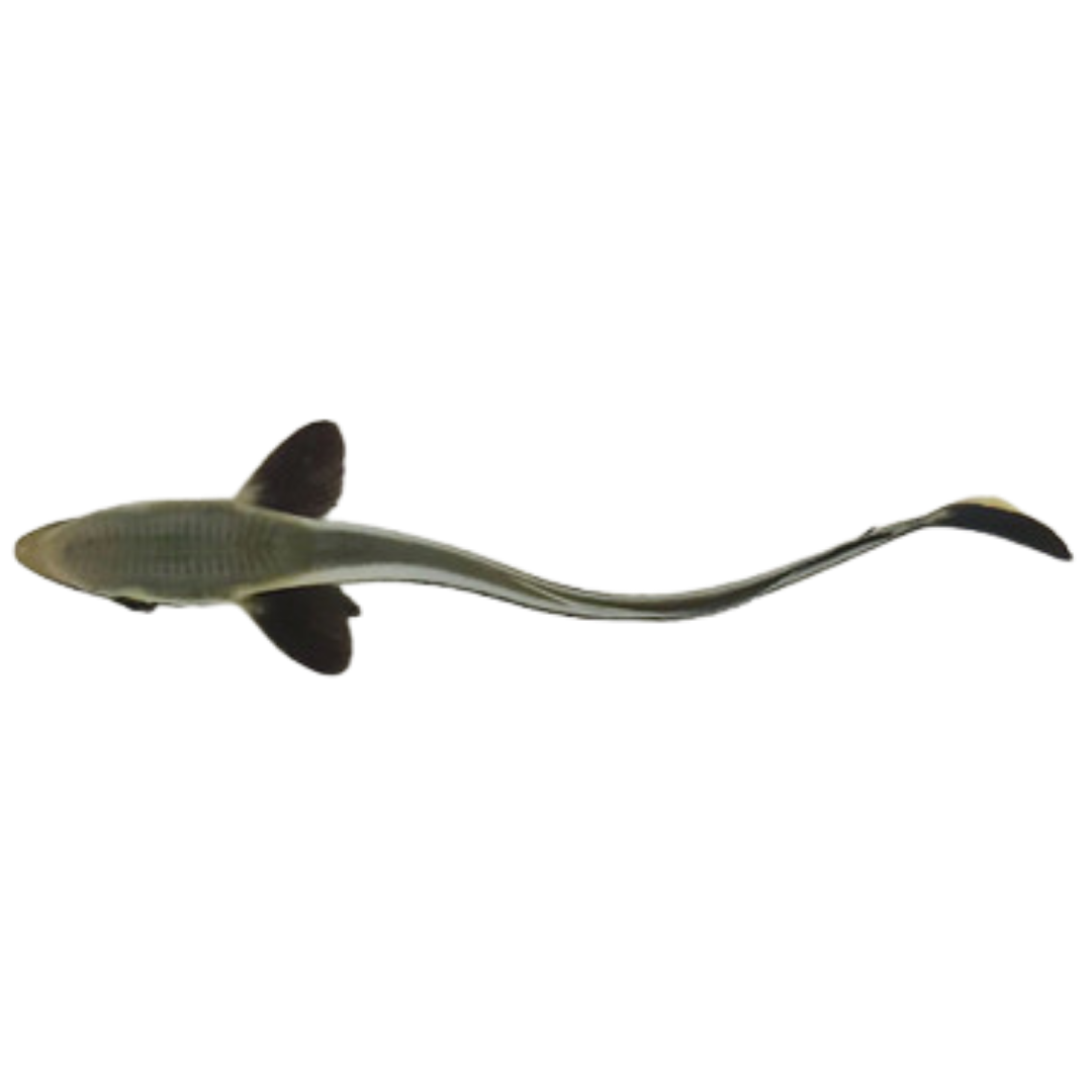 Remora (3-5 inches)