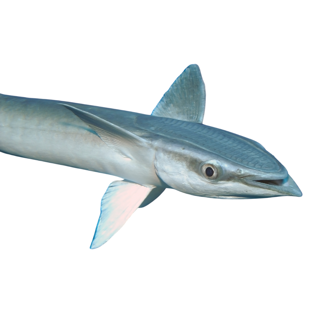 Remora (3-5 inches)