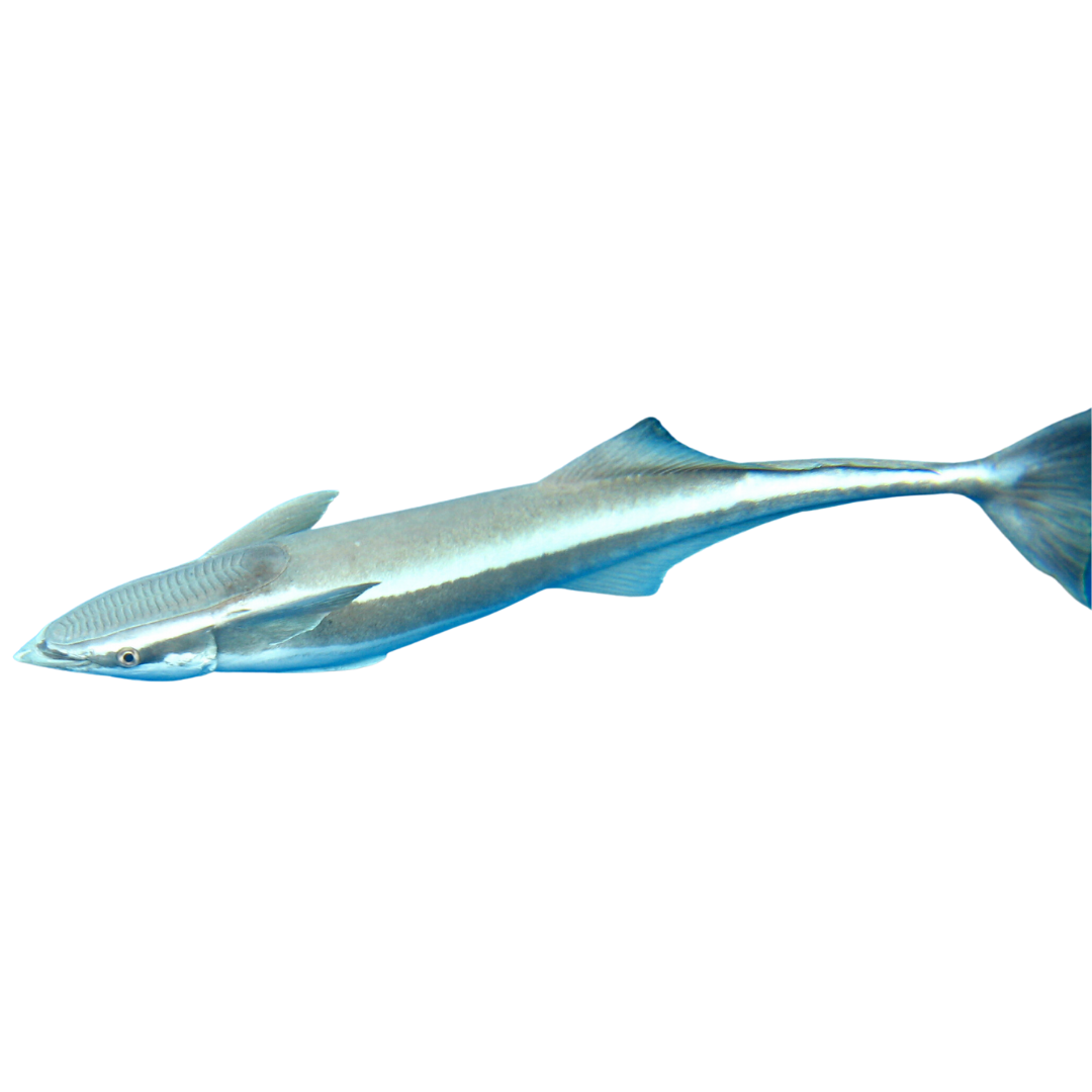 Remora (12-16 inches)