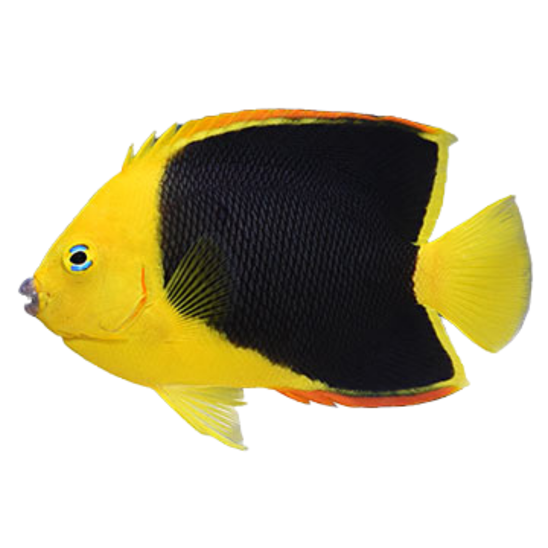 Rock Beauty Angelfish (Large 4-5 inches)