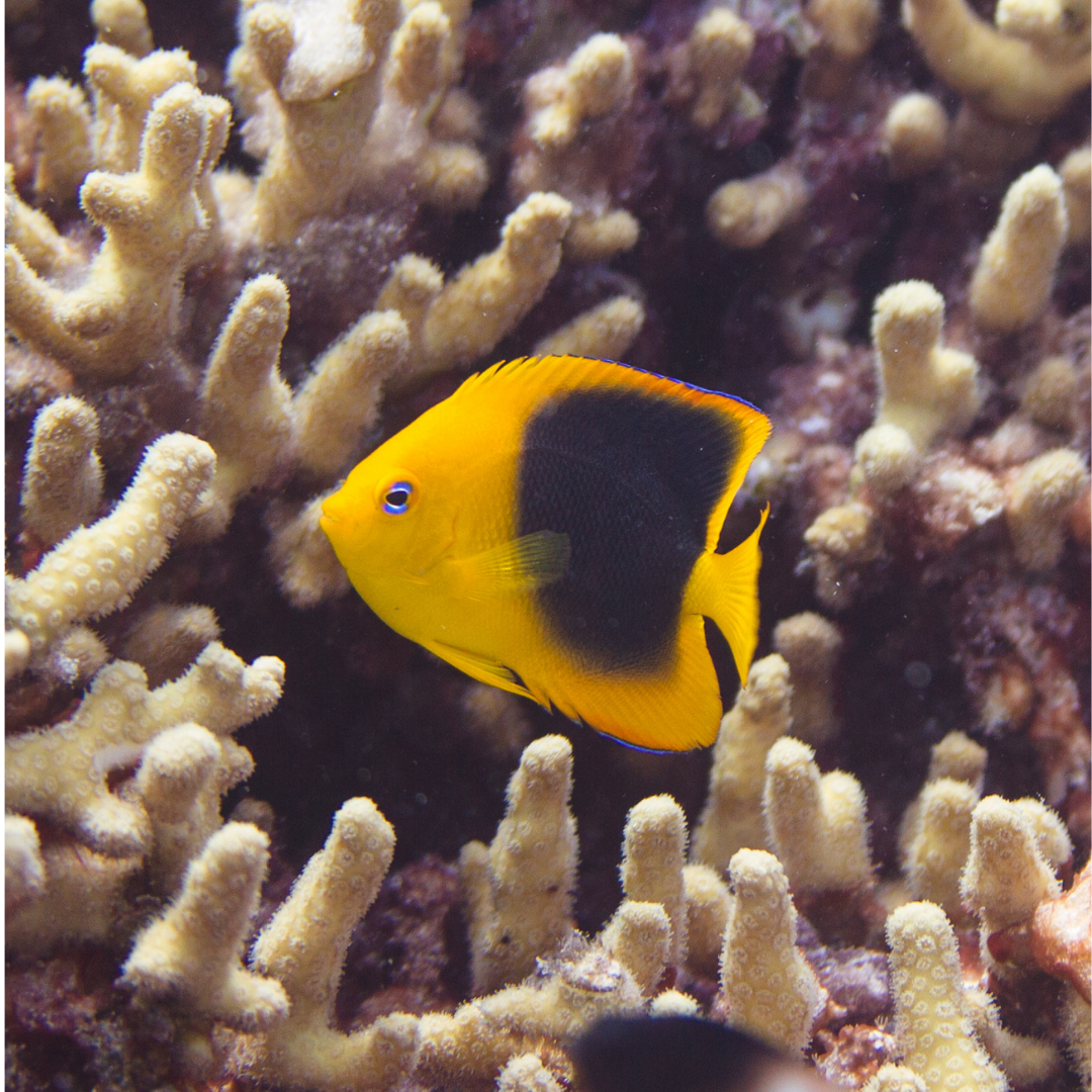Rock Beauty Angelfish (Medium 3-4 inches)