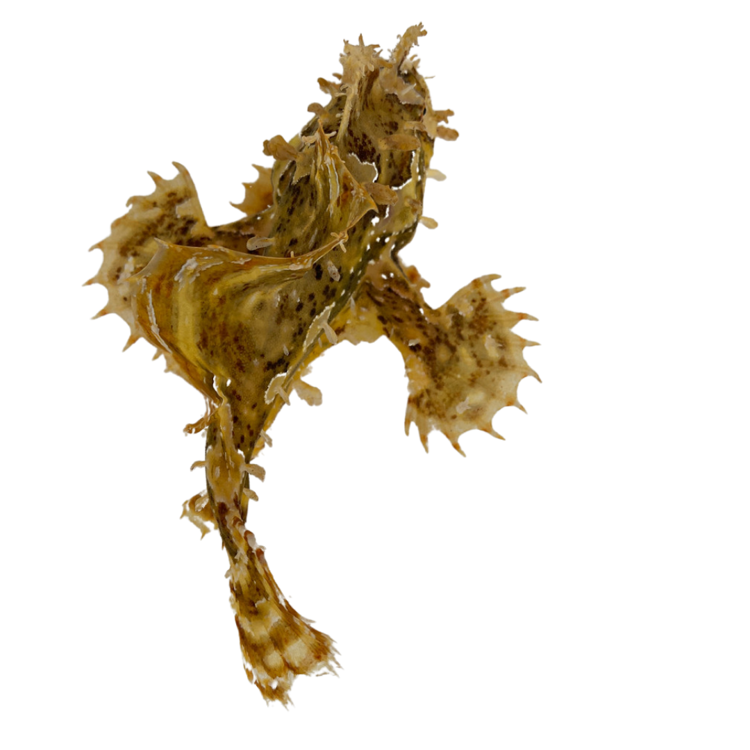 Sargassum Angler (small)