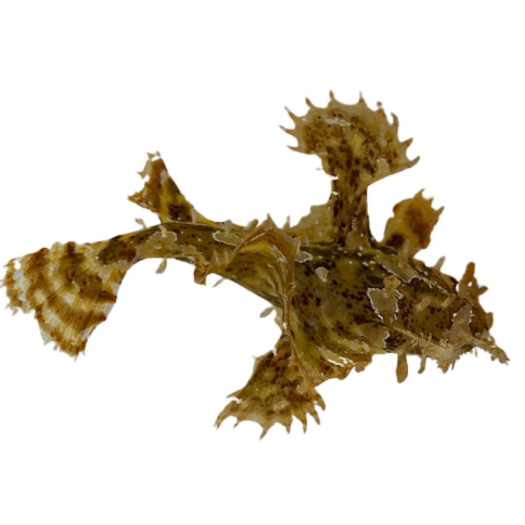 Sargassum Angler (small)