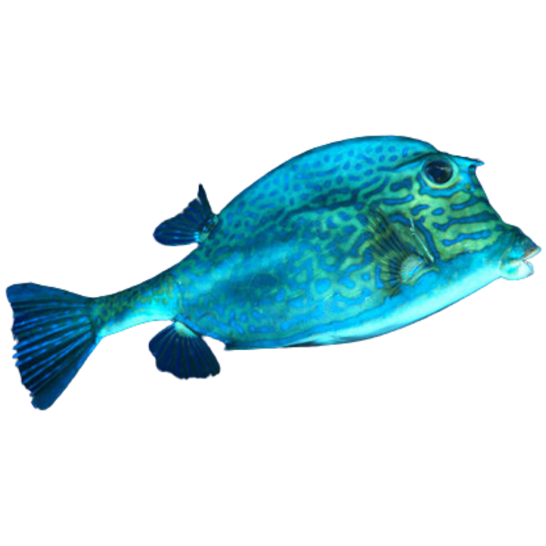 Scrawled Cowfish Large (5-7 inches)