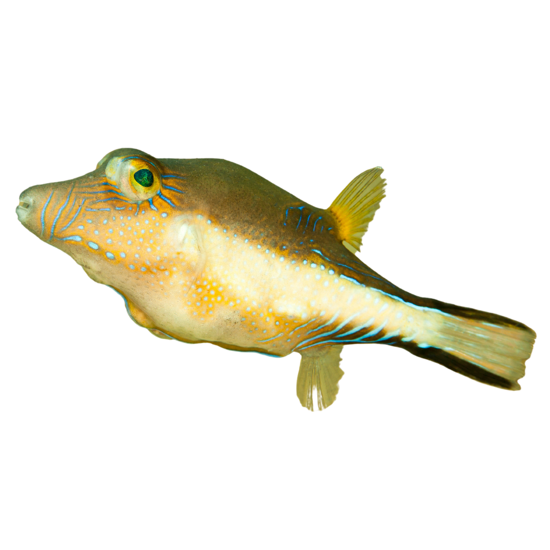 Sharpnose Puffers (Large)
