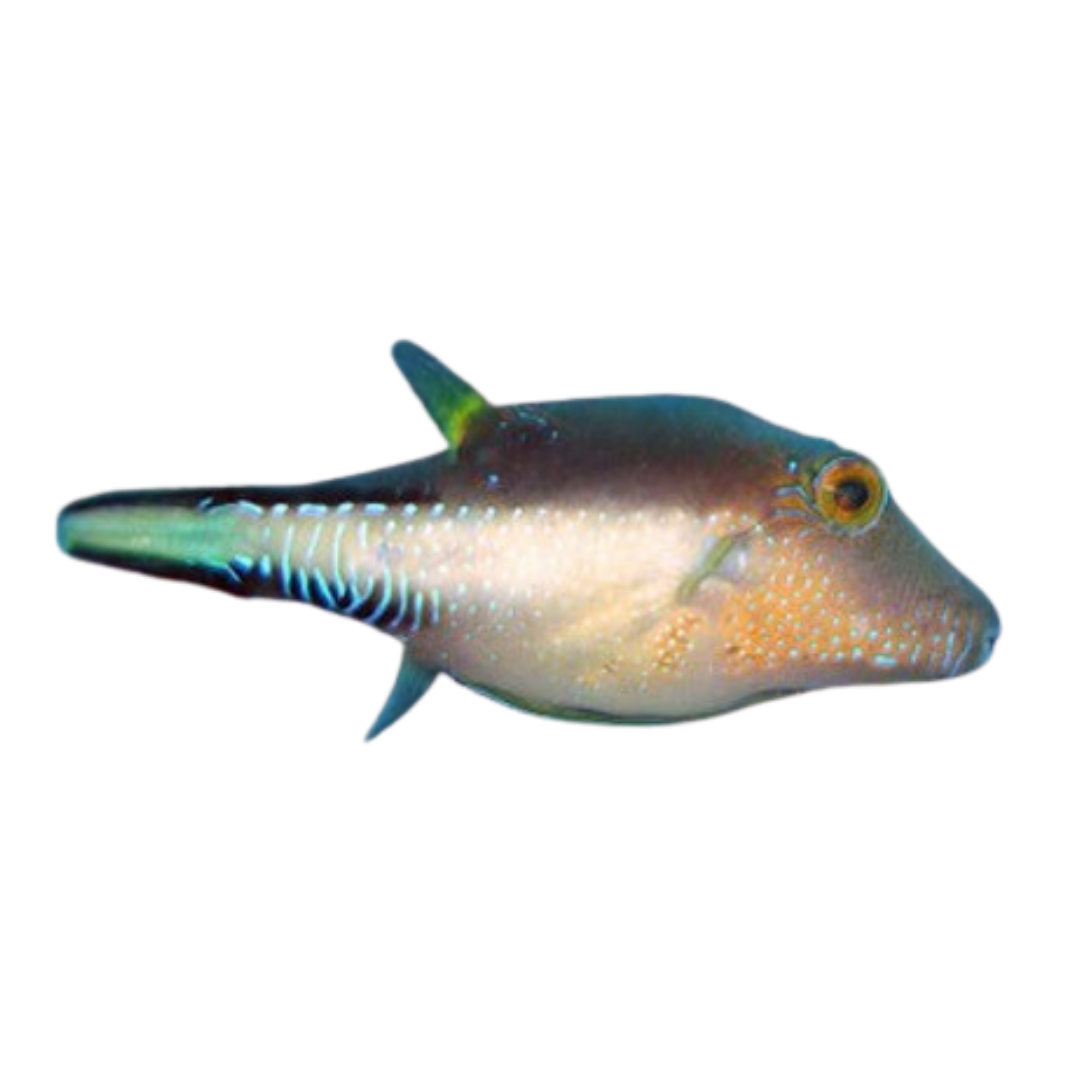 Sharpnose Puffers (Large)