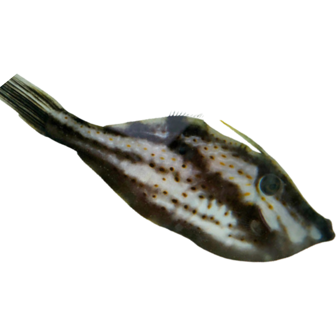 Slender Orange Spot File (Medium 3-5")