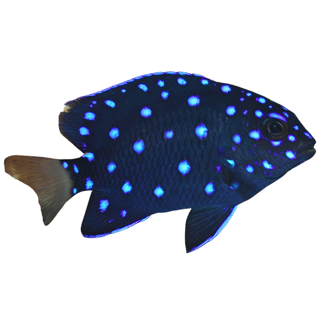 Jewel Damsels (Medium)