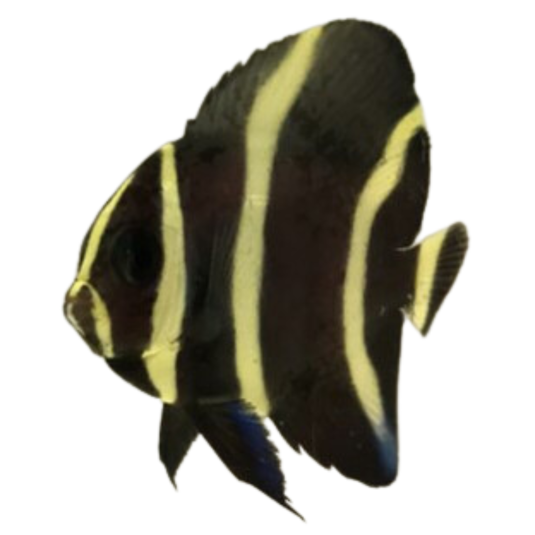 Black Angelfish (Small 2-3")