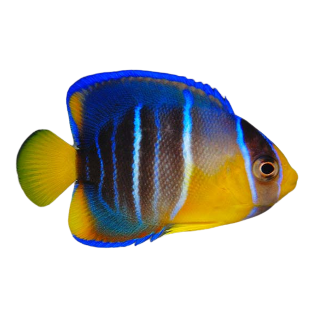 Blue Angelfish (Small 2-3 inches)