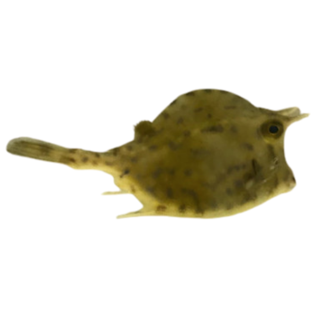 Honeycomb Cowfish (XL 7-10 inches)