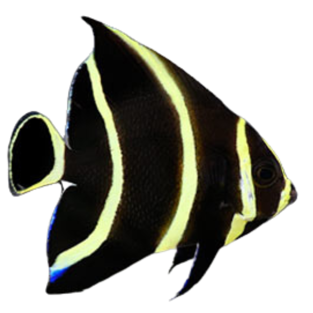 French Angelfish (Small 1.5 - 3 inches)