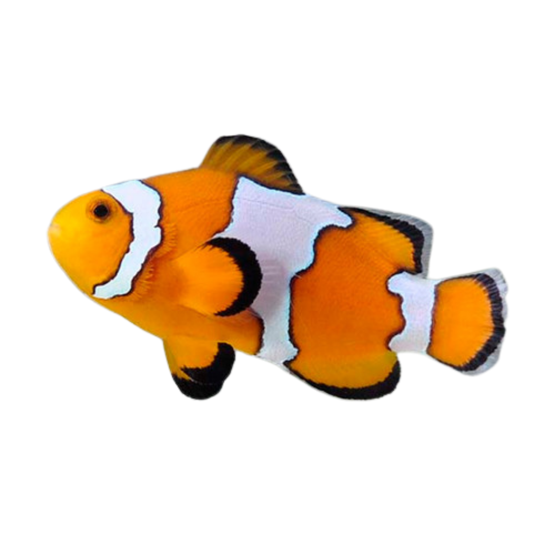 Tank Raised Snowflake Clownfish