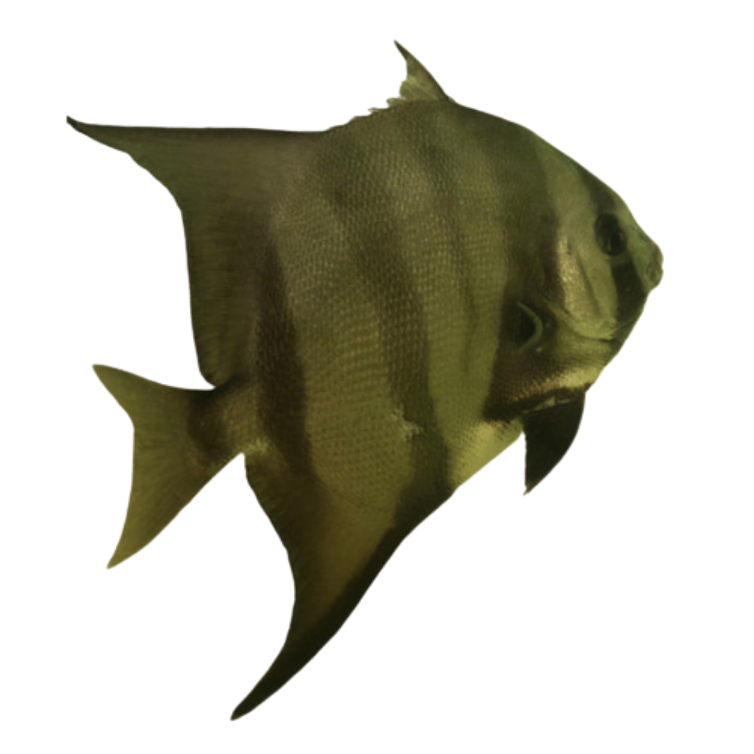 XXL Atlantic Spade Fish (10-12 inches)