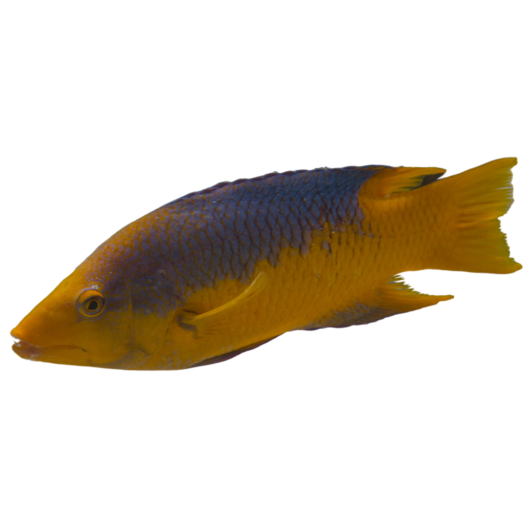 Spanish Hogfish (XL 7-8 inches)