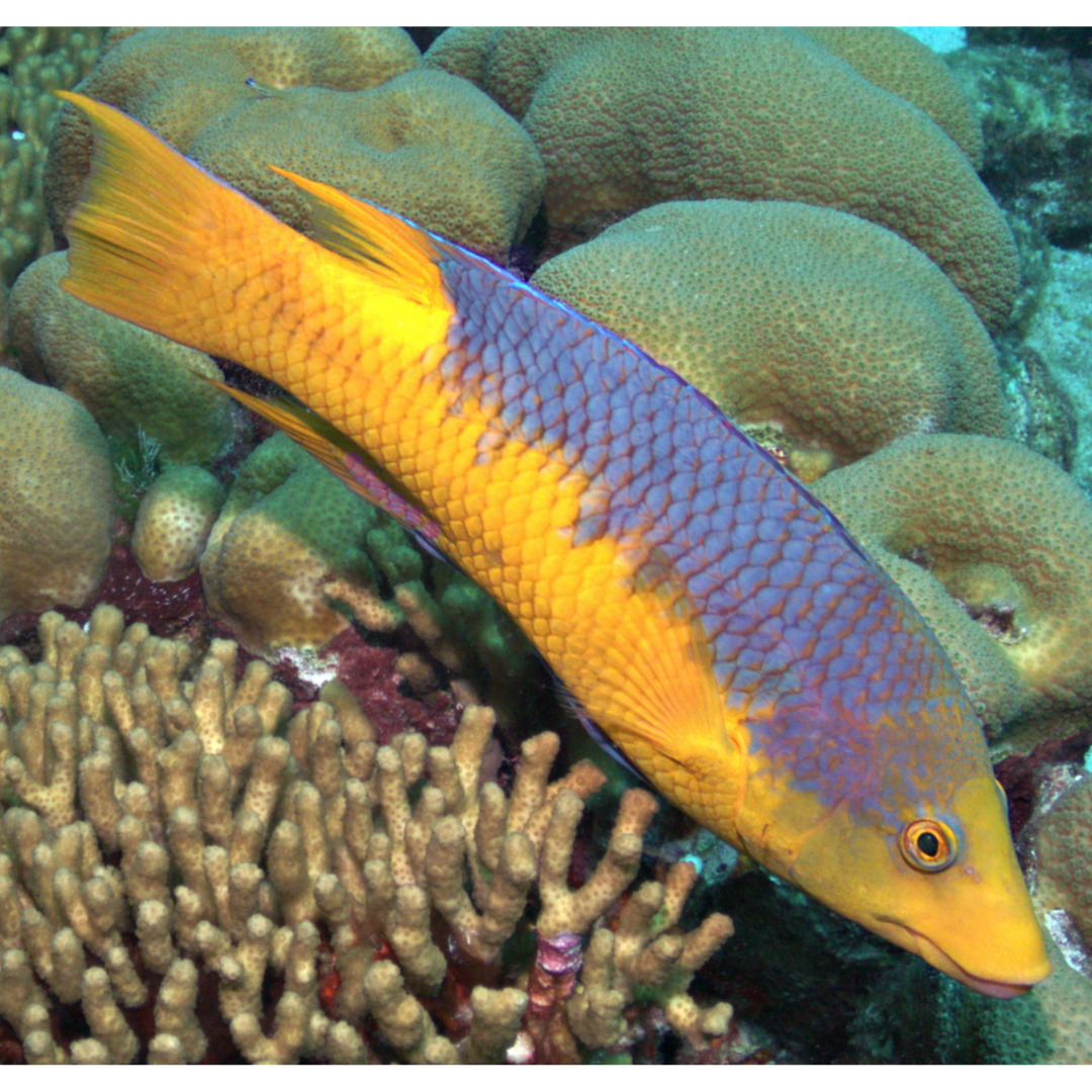 Spanish Hogfish (XL 7-8 inches)