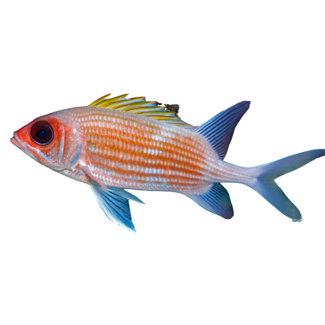 Dusky Squirrelfish (small 1-3")