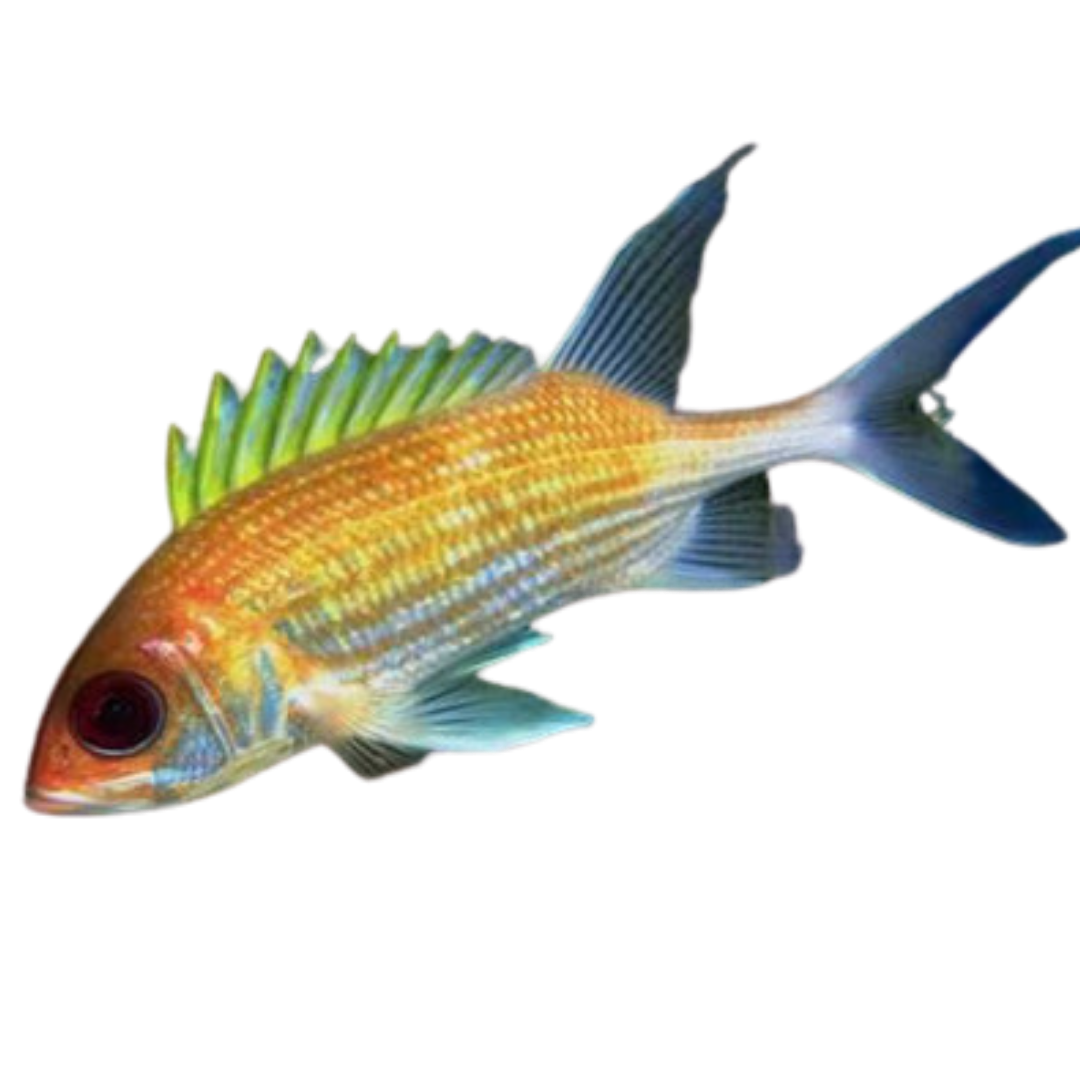 Dusky Squirrelfish (small 1-3")