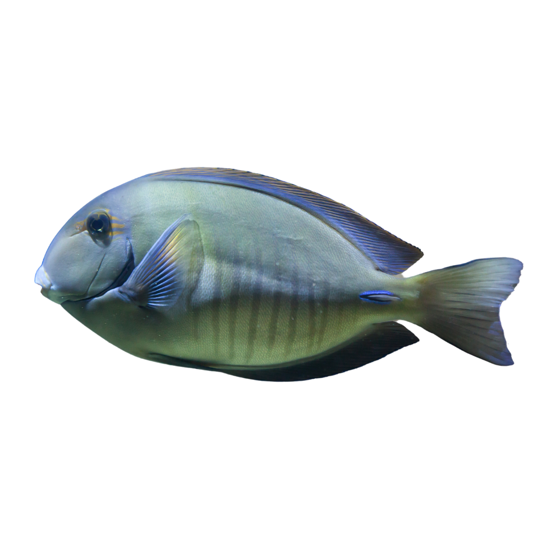 Surgeon Tang (large 4-7 inches)