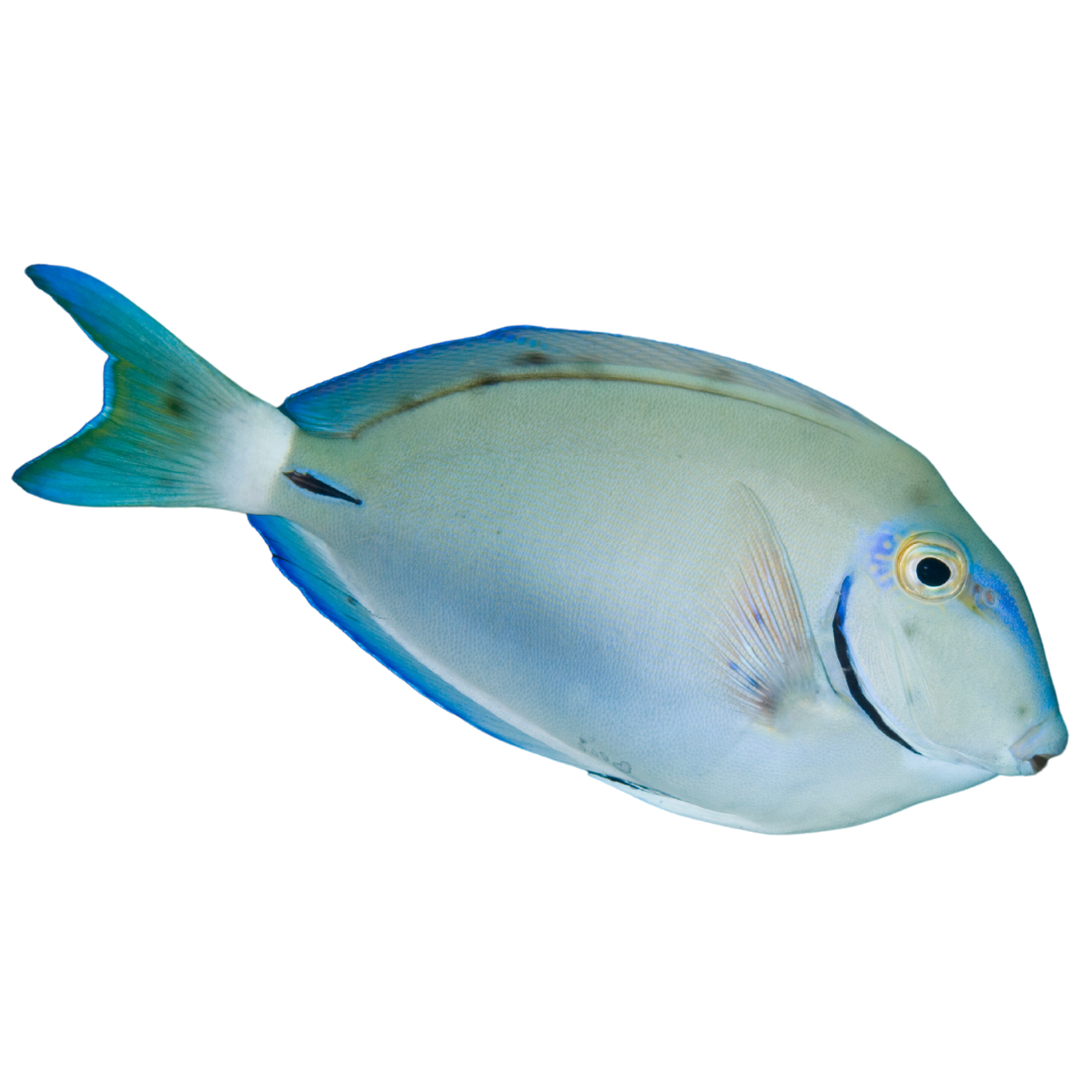 Surgeon Tang (large 4-7 inches)