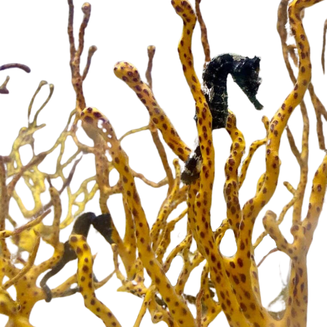Tank Raised Seahorse 2 Pack (juvenile-not sexed)