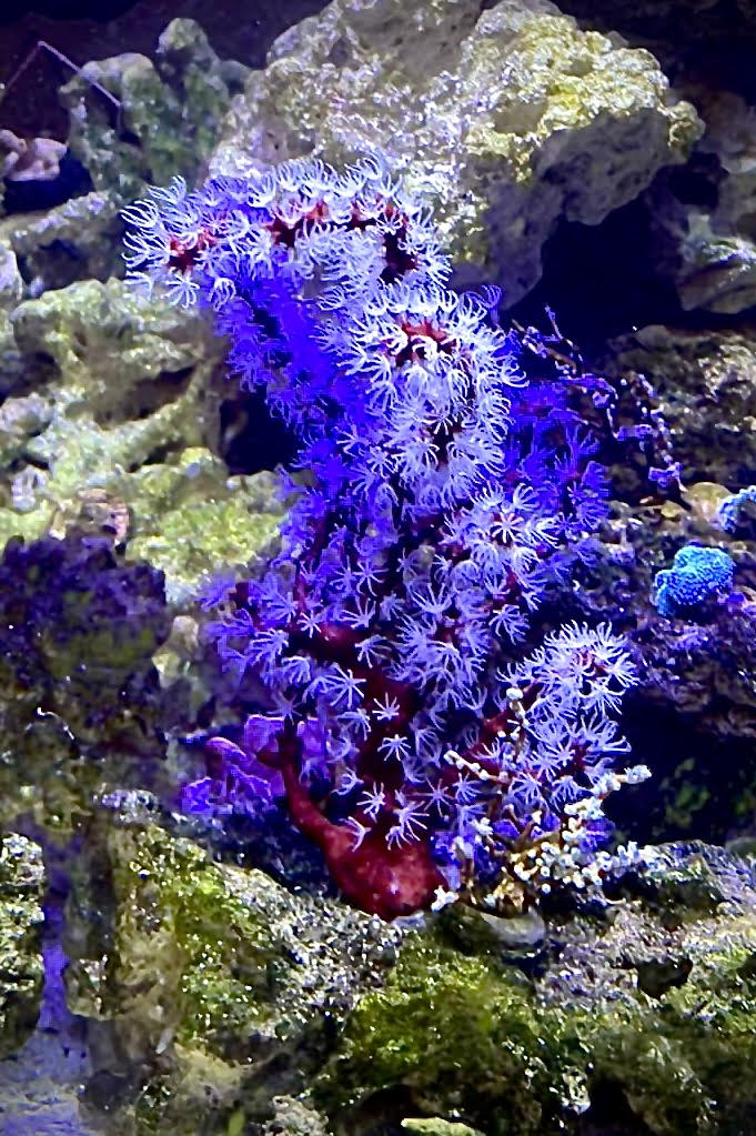 Red Finger Gorgonian (under 10")
