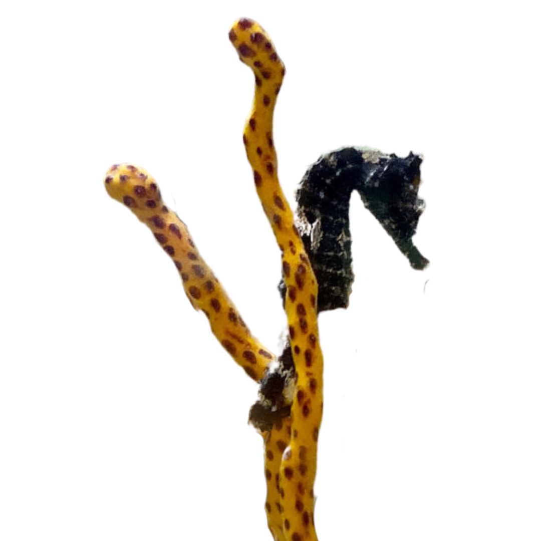 Tank Raised Seahorse For Sale | Captive Bred Seahorse – Foxy 