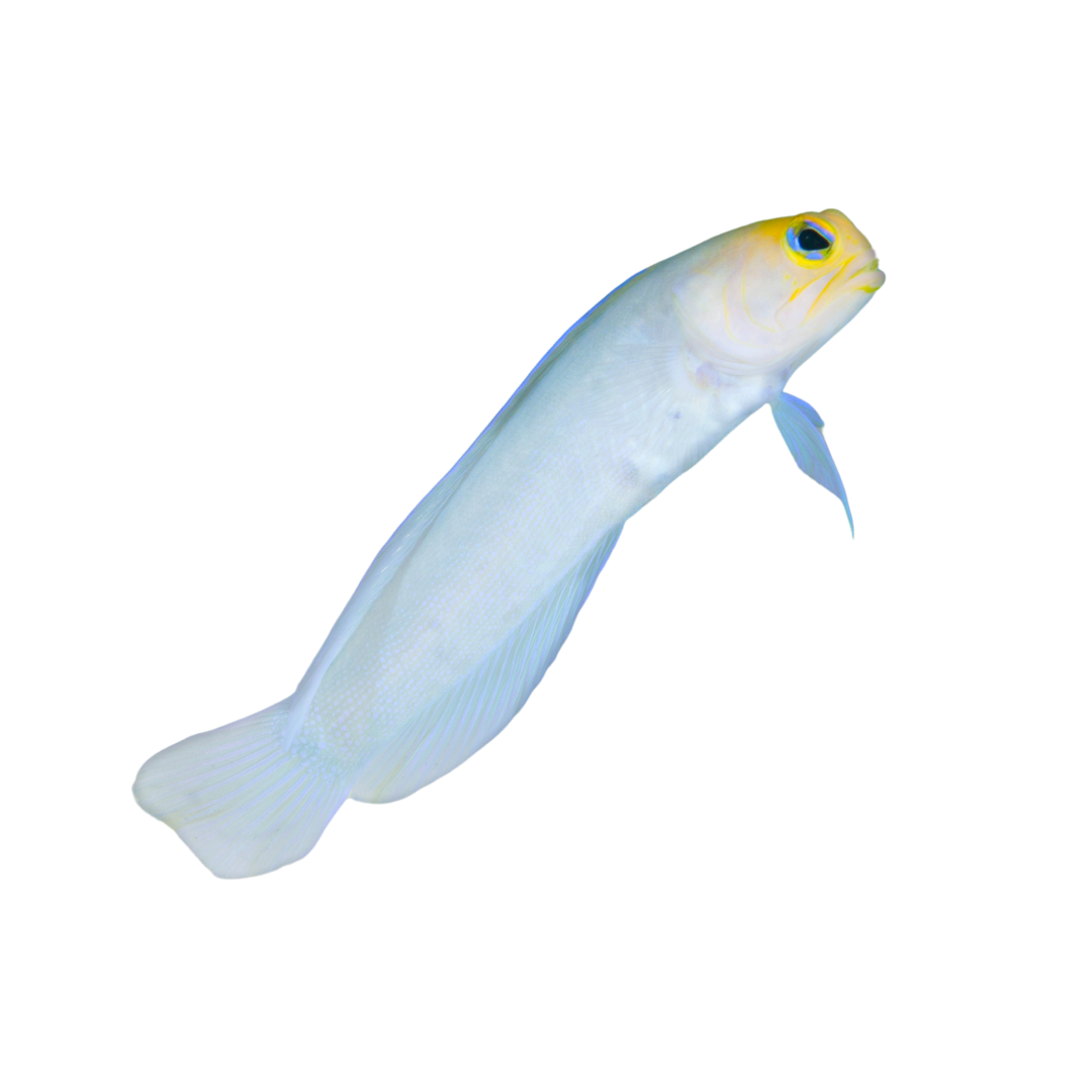 Yellowhead (Pearly) Jawfish 3 Pack