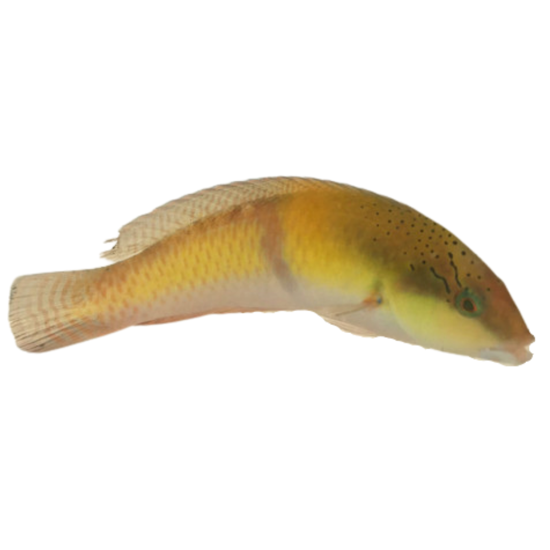 Yellowhead Wrasse (XL)