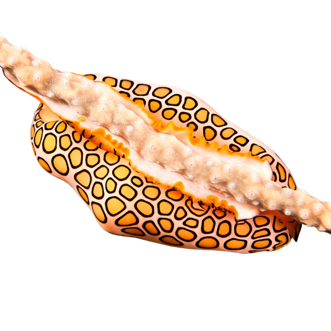 Flamingo Tongue Snails