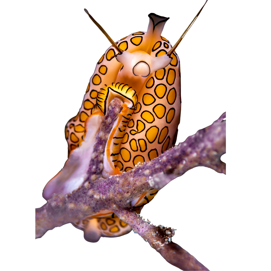 Flamingo Tongue Snails