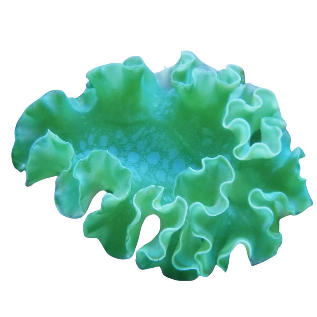 Lettuce Nudibranch
